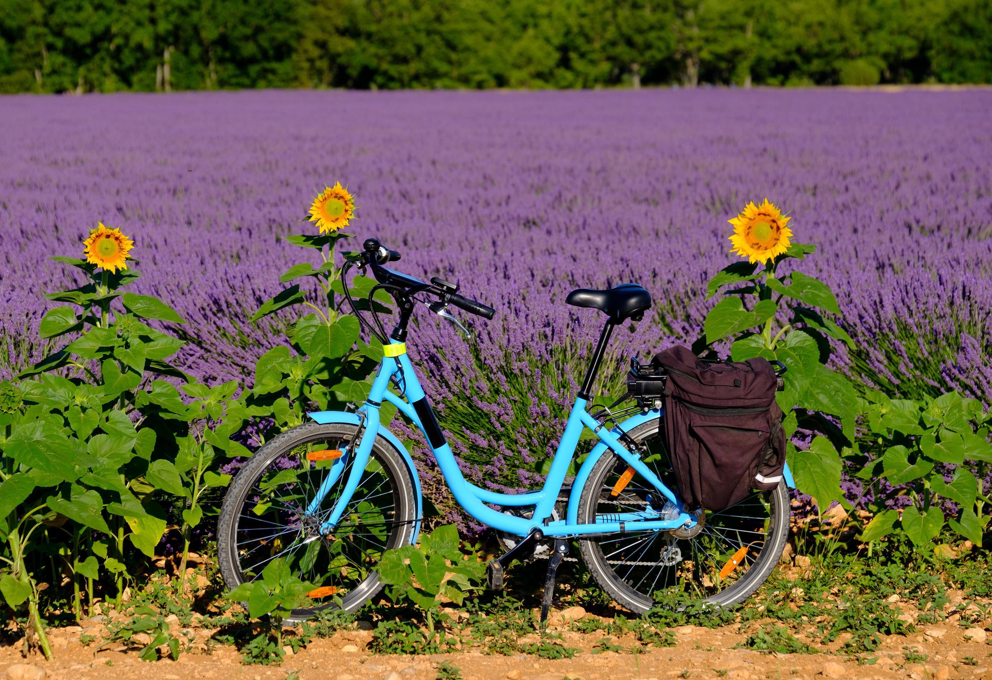Electric bicycle in the lavender field in Provence