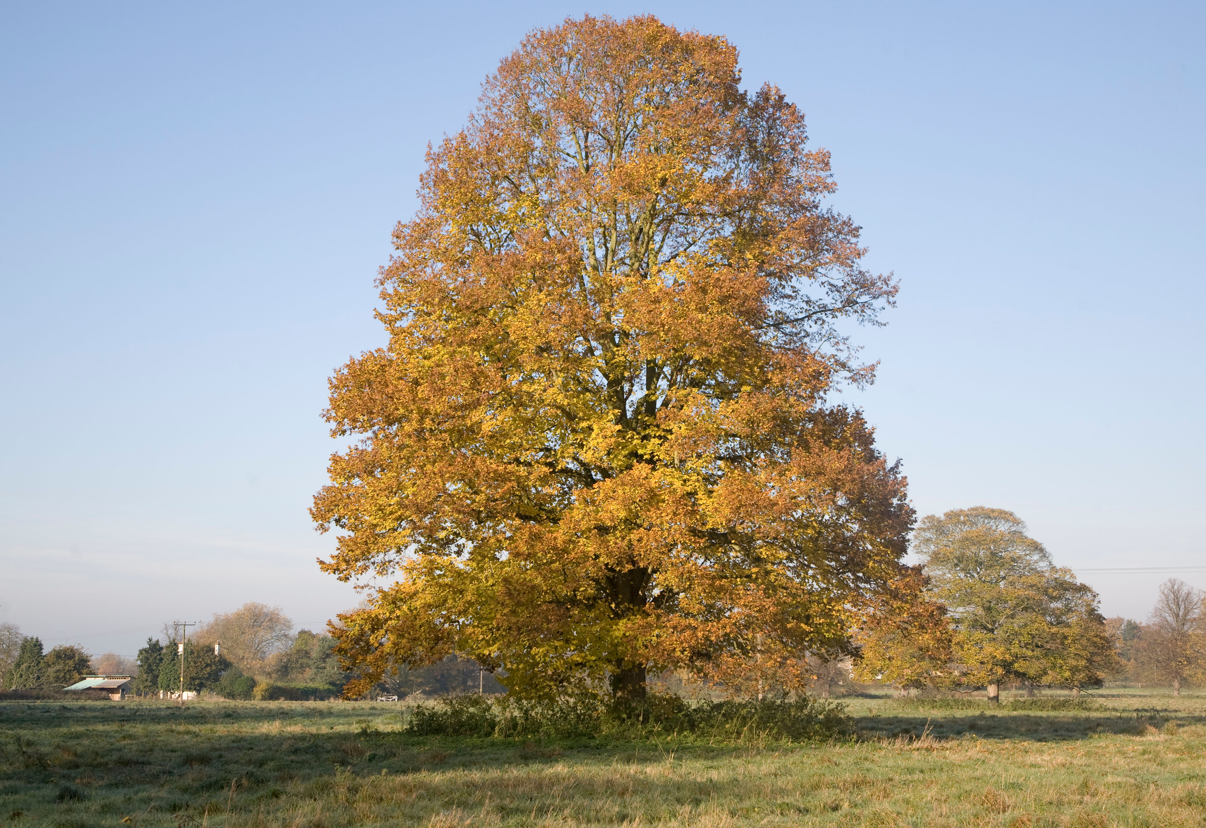 Small-leaved lime tree in autumn.