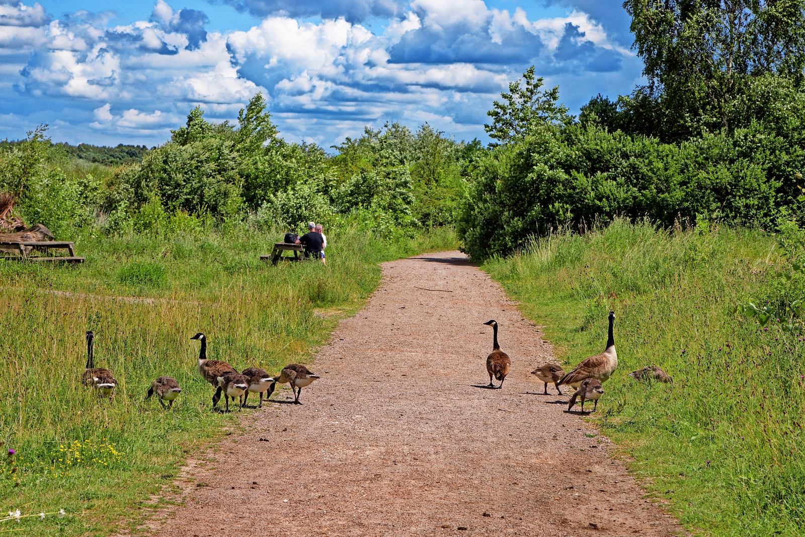 Goose family walking on a path.
