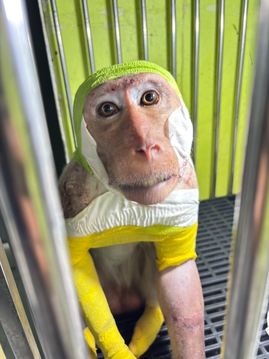 Bandaged monkey in a cage after electrocution.
