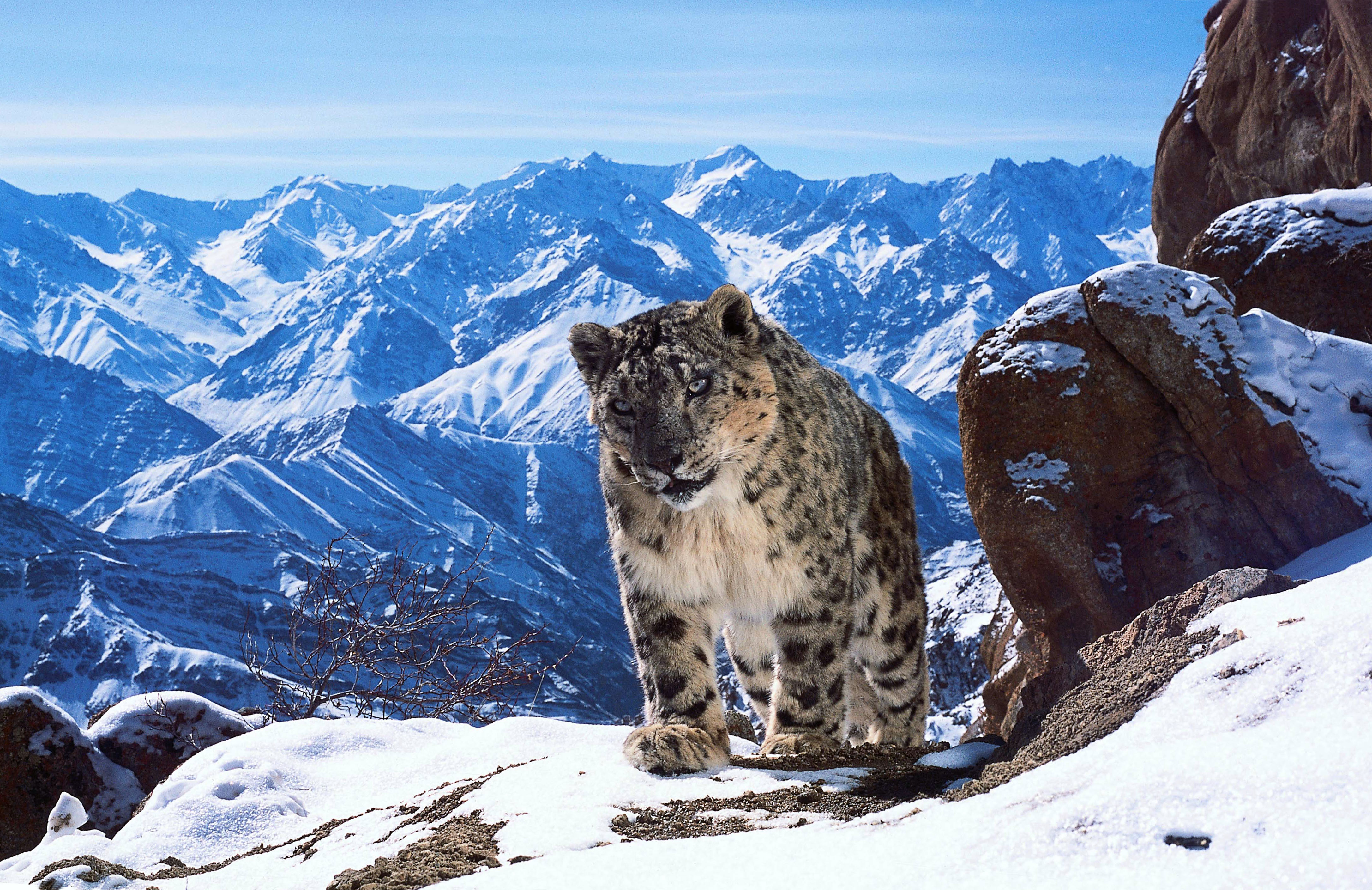 Snow leopard in snowy mountains.