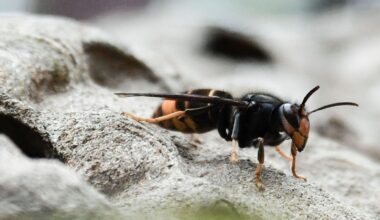 Further Asian hornet sightings confirmed in Ireland