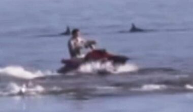 Outrage after jetskiers chase dolphins