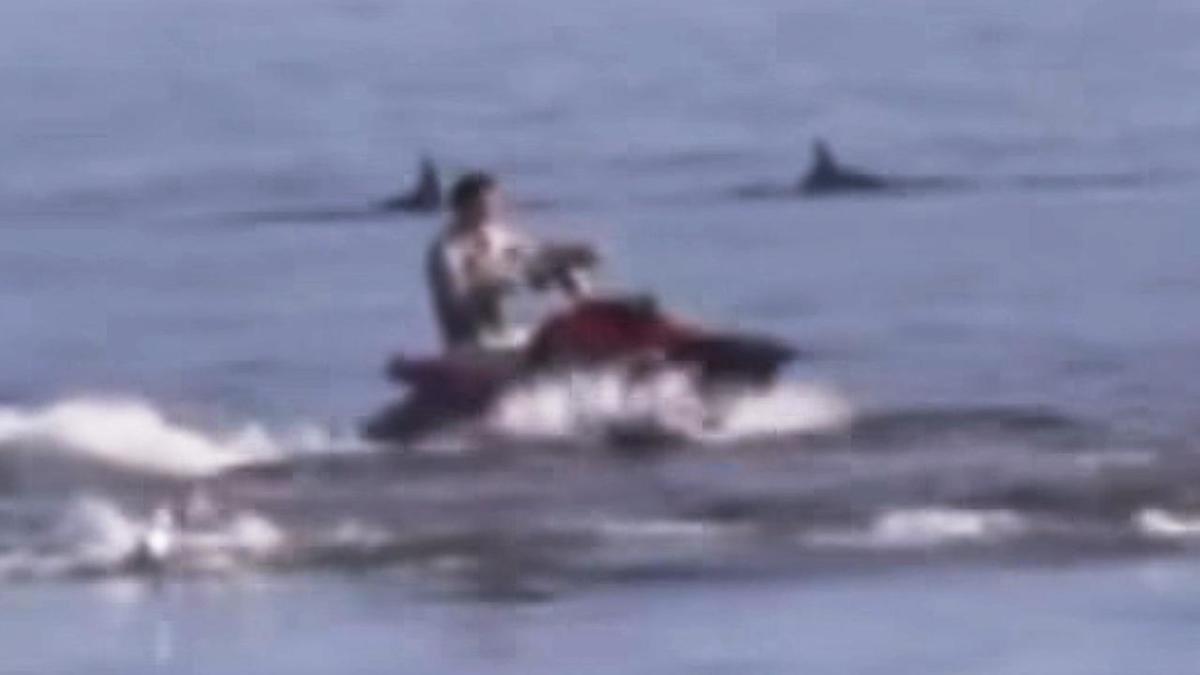 Outrage after jetskiers chase dolphins