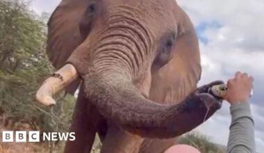 Tourist in Kenya pouring beer down elephant's trunk sparks anger
