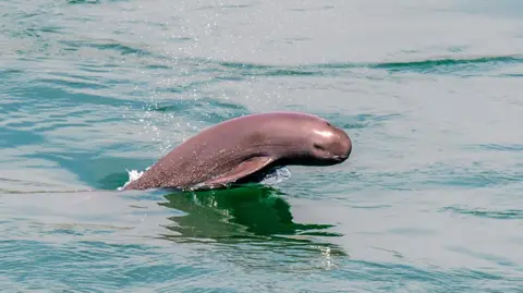 Yang He A finless porpoise breaches from a body of water