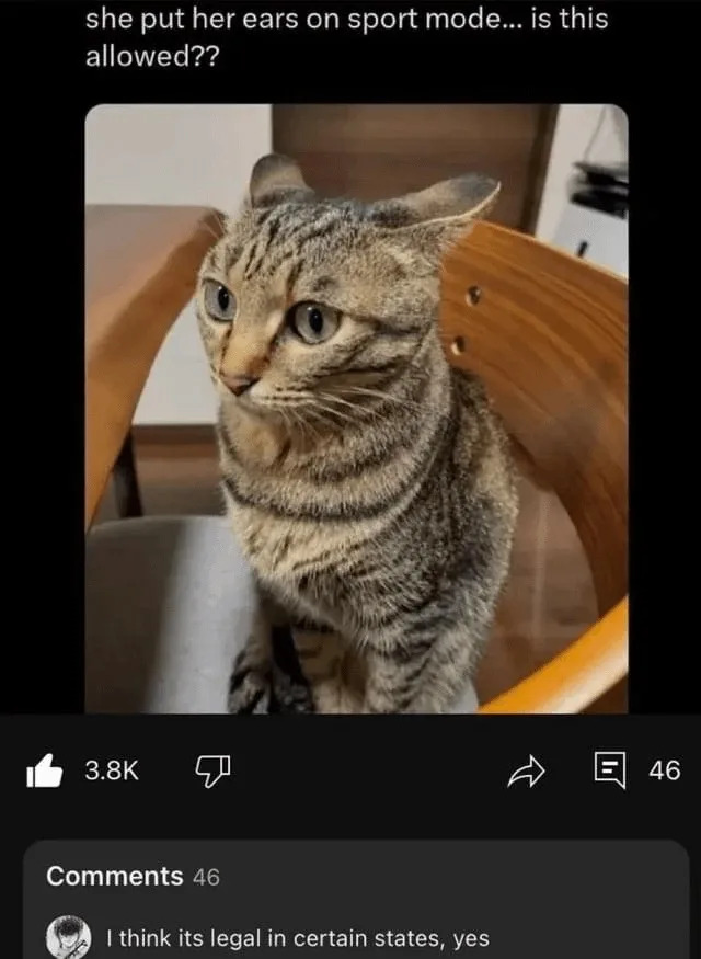 Cat with ears raised, sitting on a chair, with social media post about "sport mode" ears. Caption humorously questions legality
