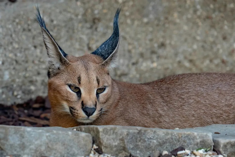 "The sighting ... is highly significant."