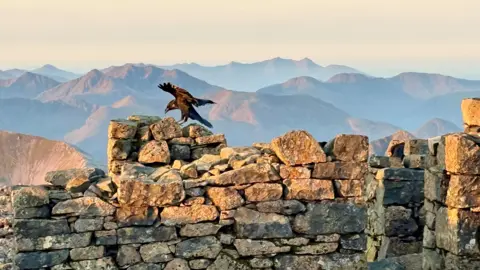 William Cameron A crow lands on a dry stone wall, its wings outstretched, with warm morning sunshine at the top of Ben Nevis. A row of hills are in the distance. The stone is a golden colour in the sunshine.

