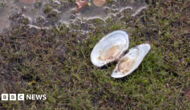 An opened freshwater pearl mussel on the shore of a body of water. It sits nestled in green moss and mud.