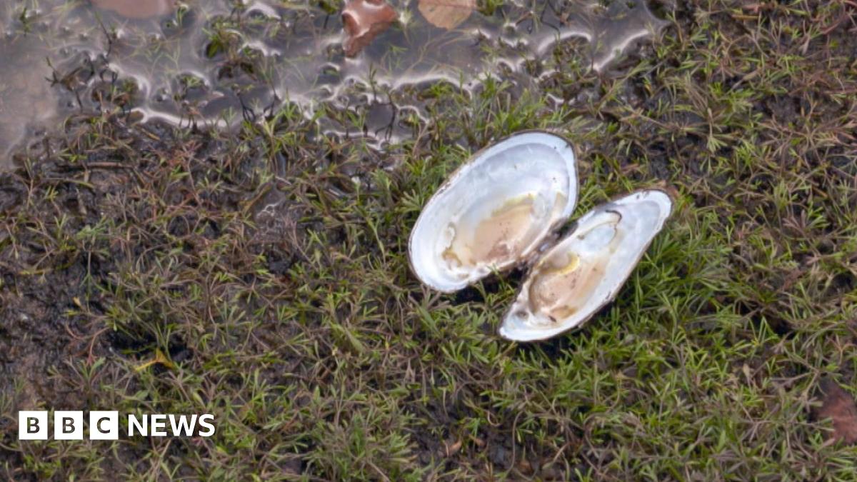 An opened freshwater pearl mussel on the shore of a body of water. It sits nestled in green moss and mud.