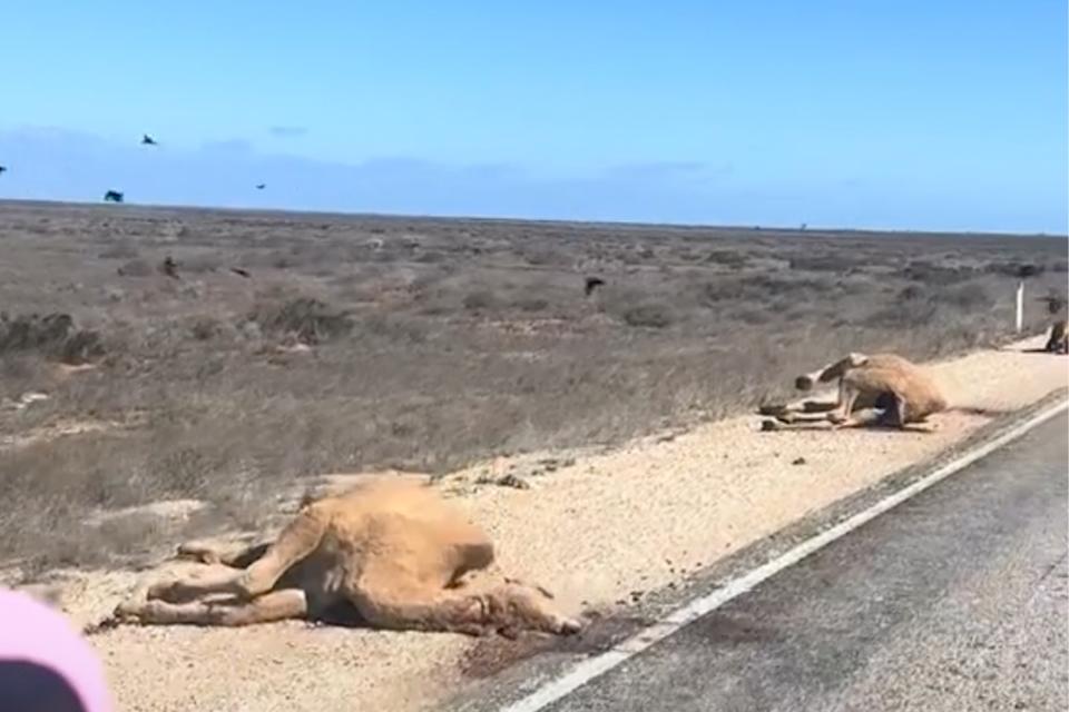 Dead camels pictured along West Australian road.