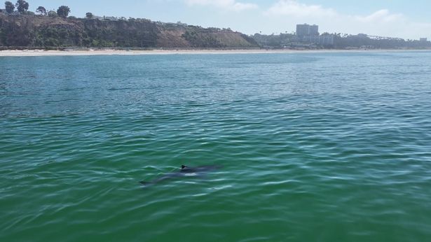 A photo of a shark