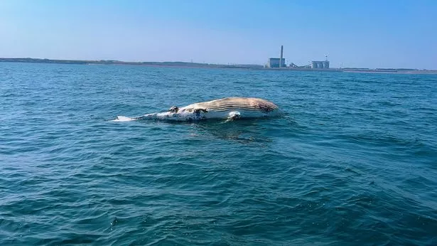 A dead whale floating in the North Sea off Cambois
