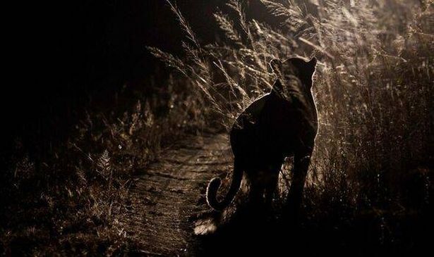 A big cat in the night 