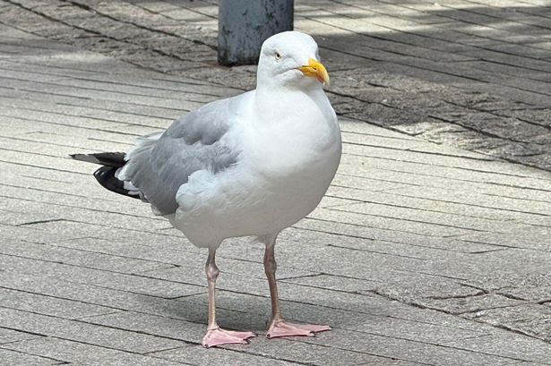 A seagull in Liverpool