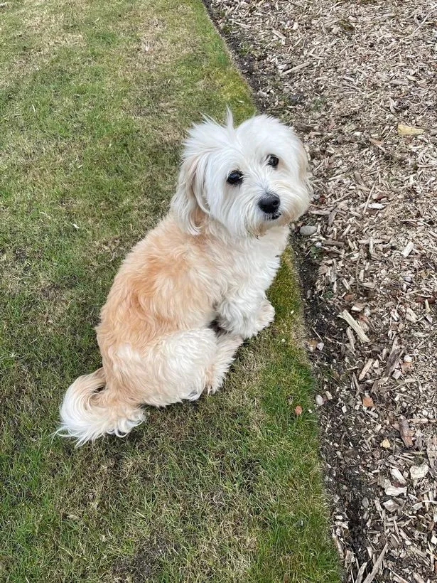 Max's owners Charlotte and Joe have been left heartbroken by the traumatic incident