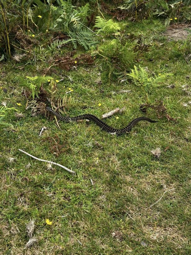 An adder spotted on Dartmoor