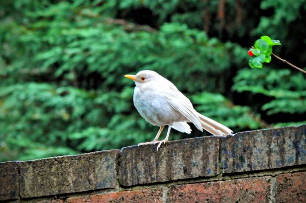 The super-rare bird was pictured in Stockbridge Village