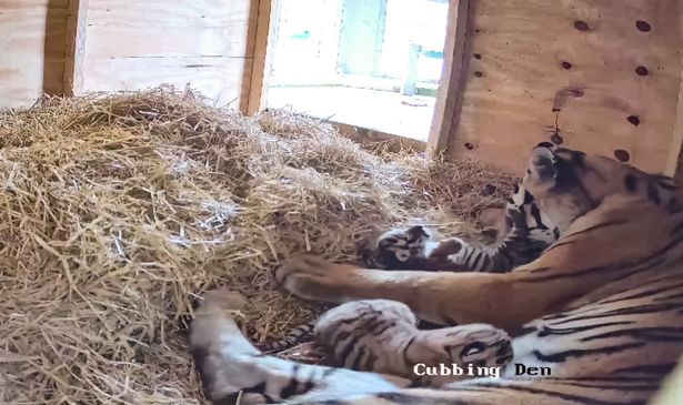 Yuki, a five-year-old Amur tiger, with her two rare tiger cubs