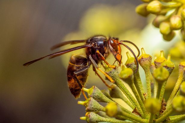 Asian Hornet on Ivy in Paris