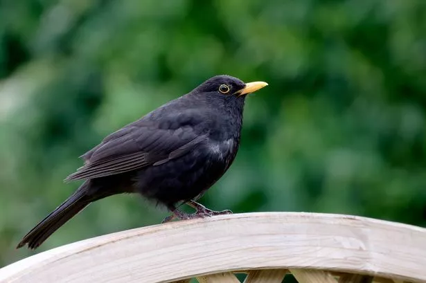 Blackbird perched on a garden fence with an out of focus background and copy space.