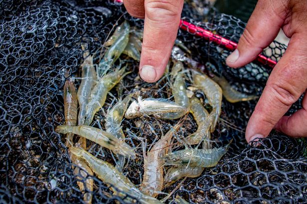 We found some prawns!