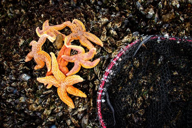 You might also spot other creatures in the rockpools!