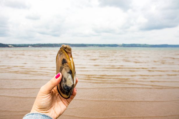 Found some clams!