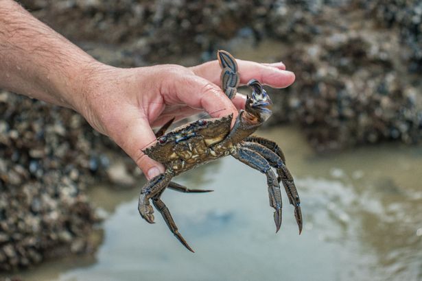 I’m collecting crabs for dinner as part of a foraging course on finding Wales's abundant wild edibles and learning how to prepare and cook them right on the shoreline.