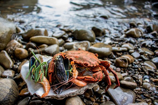 Look at our beautiful ocean feast 