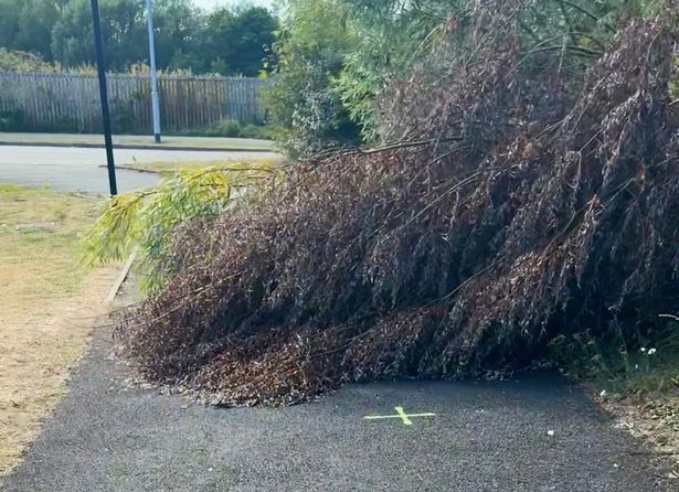 Cycle path blocked by fallen tree in Southport