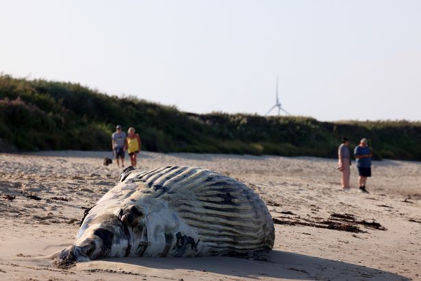 A dead whale has washed up on Newbiggin East Beach