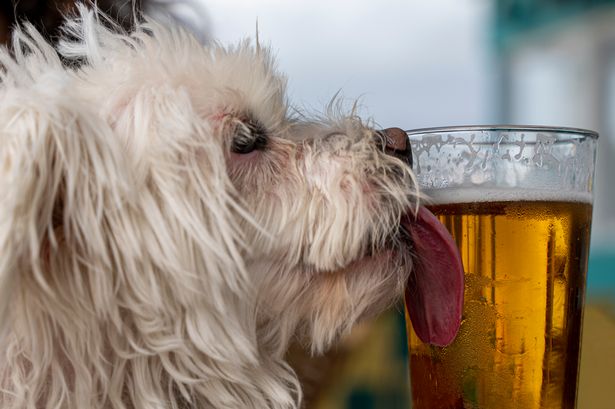 Side view of white dog licking a beer glass