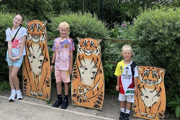 Ava, Darcie and Bella at the Amur Tiger Trail