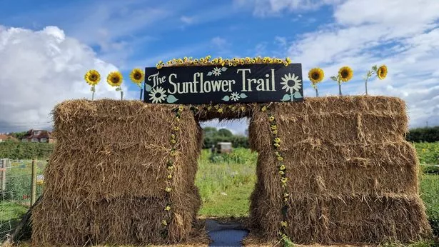 The Sunflower Trail at Dunham Massey Ice Cream Farm