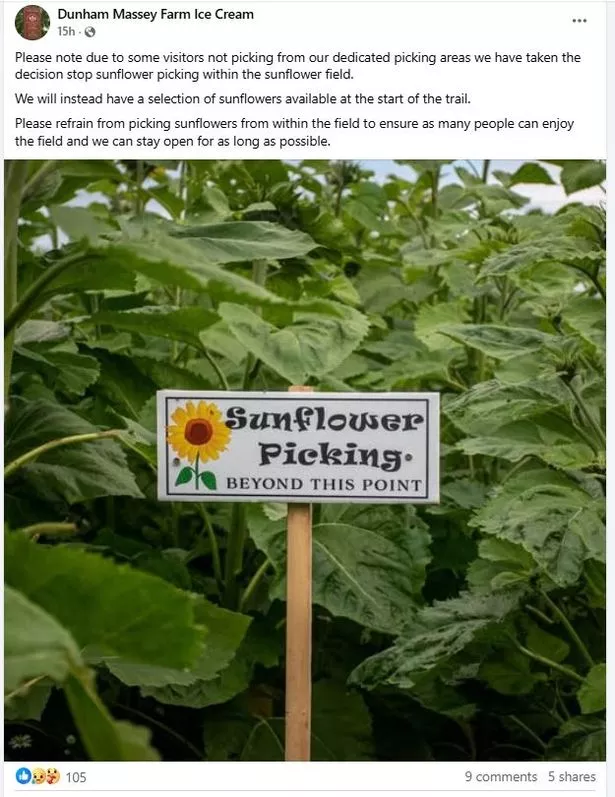 They've had to stop people picking their own sunflowers