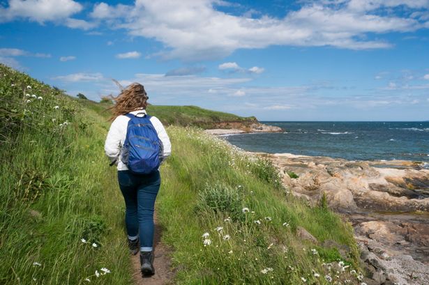 Female hiker wearing a bckpack, jeans and hiking boots walks along a narrow dirt trail winding through wild grasses and wildflowers on the Fife Coastal Path north of Elie, Kingdom of Fife, Scotland, UK, Europe