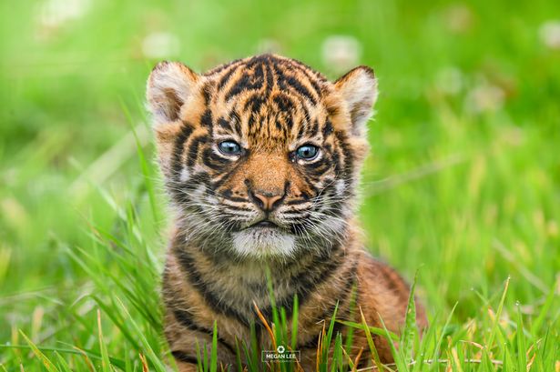 A tiger cub pictured in grass at a wildlife park