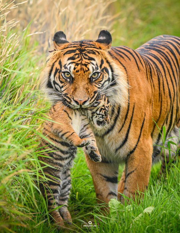 A tiger carrying a cub in her mouth
