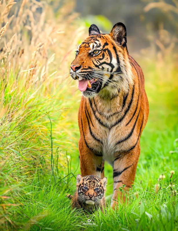 A mum tiger walking with a baby at her feet