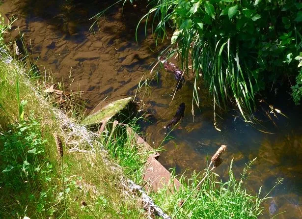 Otters on the Rainton Burn in Houghton