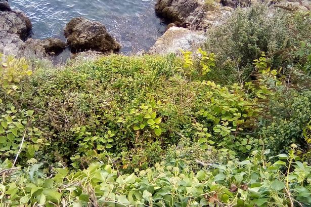 Japanese knotweed along Hoe waterfront