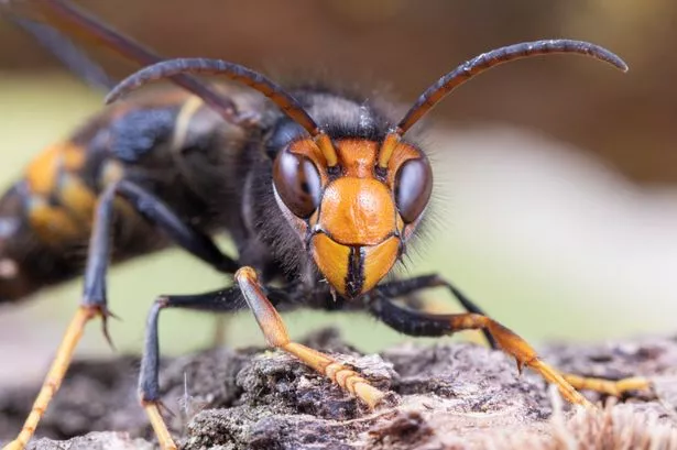 Asian hornet (Vespa velutina), also known as the yellow-legged hornet or Asian predatory wasp