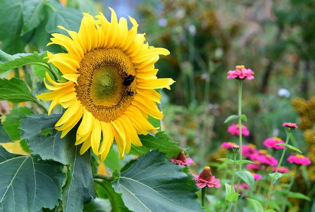 Greenbank Lane Allotment Society