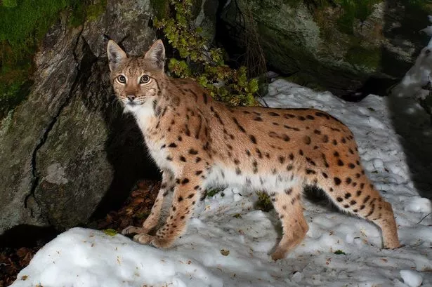 Eurasian Lynx