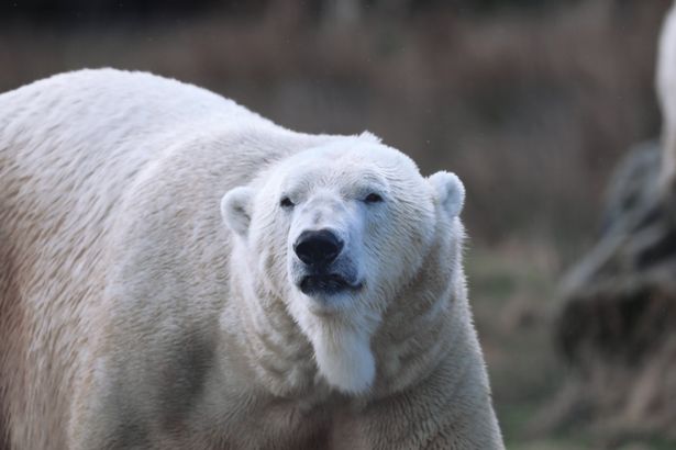Male polar bear Arktos from the Highland Wildlife Park, Scotland.