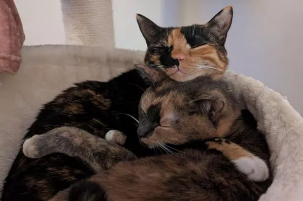 Hazel (top) has been missing from the Wavertree area for more than 100 days 