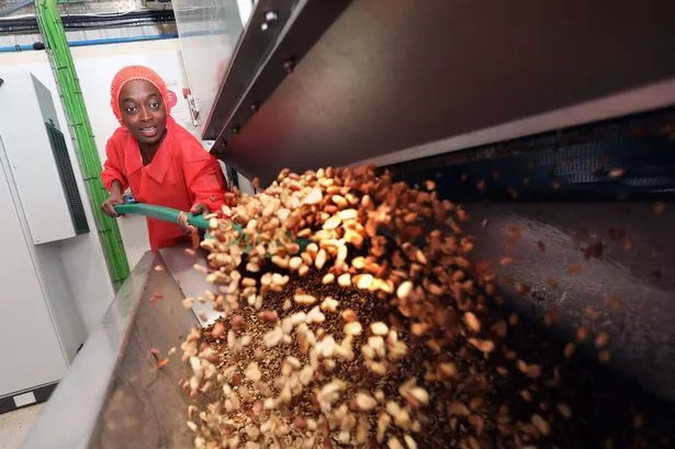 Tolu is pictured here with a hat on to protect the produce. She is also wearing a matched protective apron. She is tossing the nuts in the roaster 