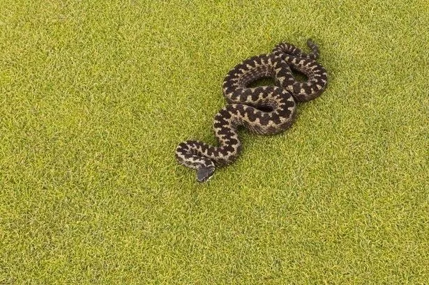A snake on a golf course